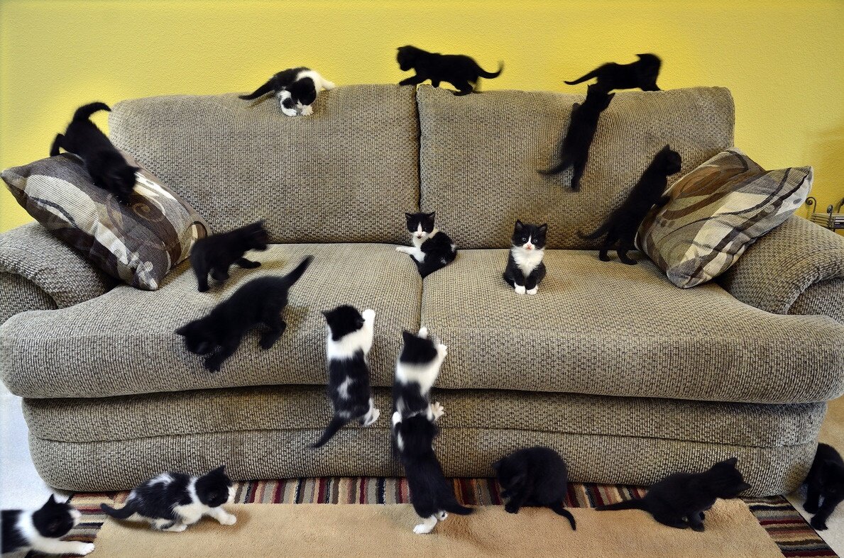Представьте,  во что способны превратить диван эти милые котятки))