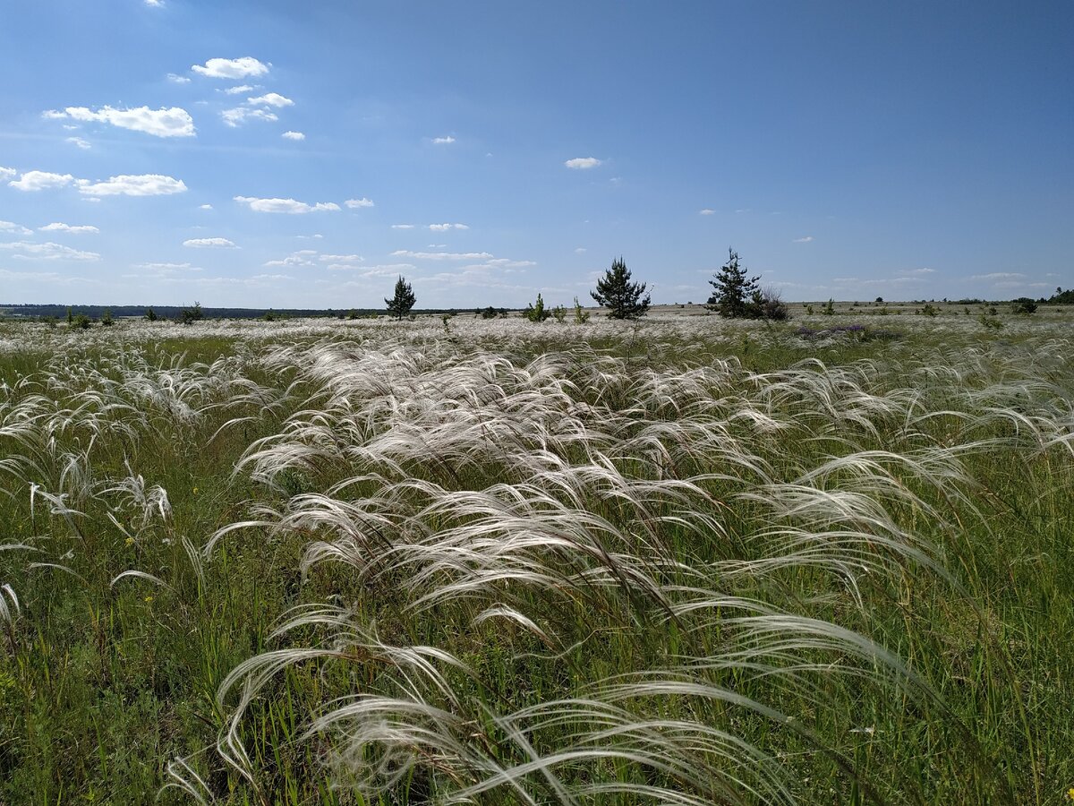 Ковыль по дороге к утёсу