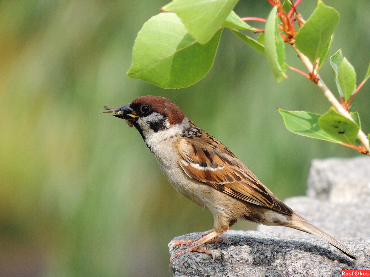 фото из открытых источников