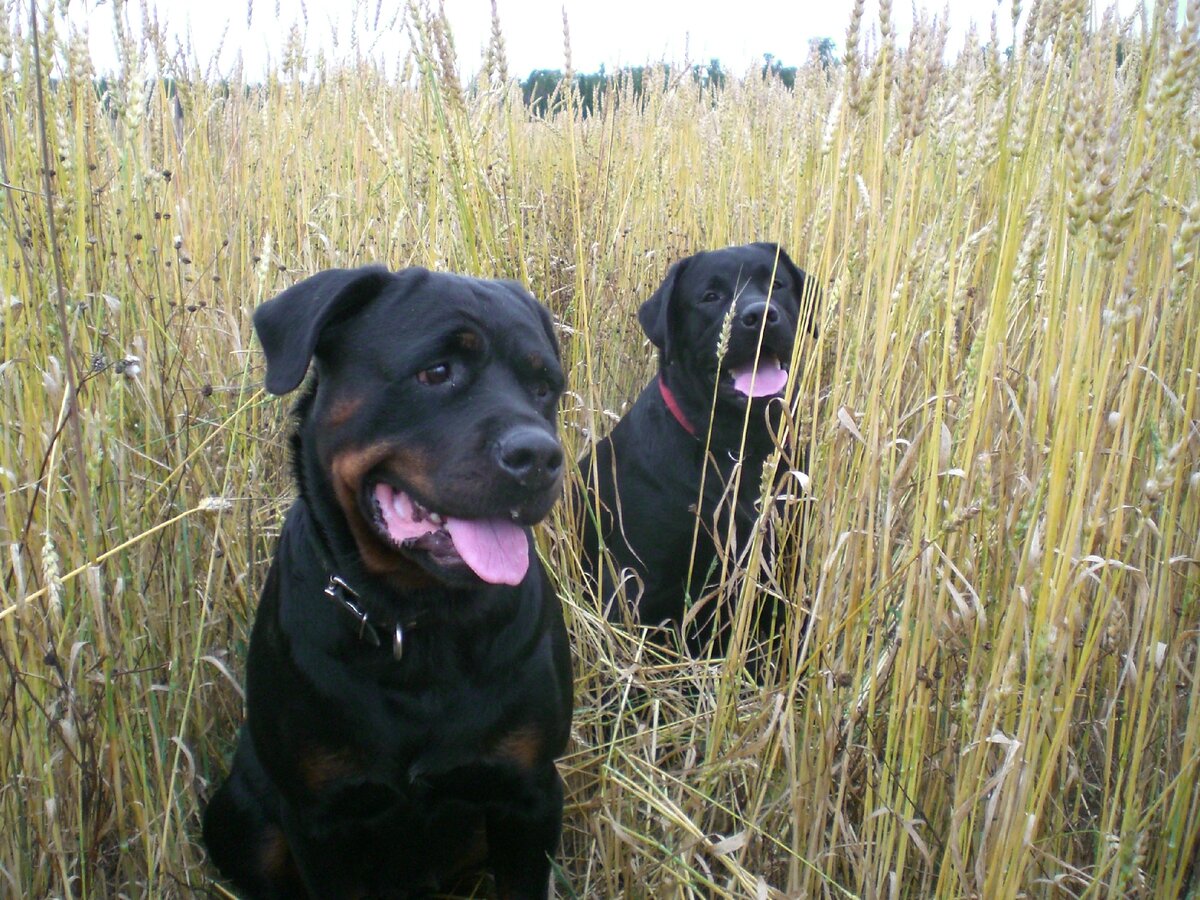    Елка и Яша.  Их уже нет со мной.  А вот рассказы о них остались