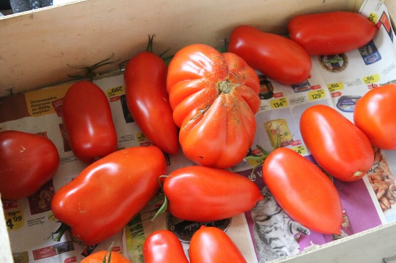 "Альбенге" тот, что самый причудливый