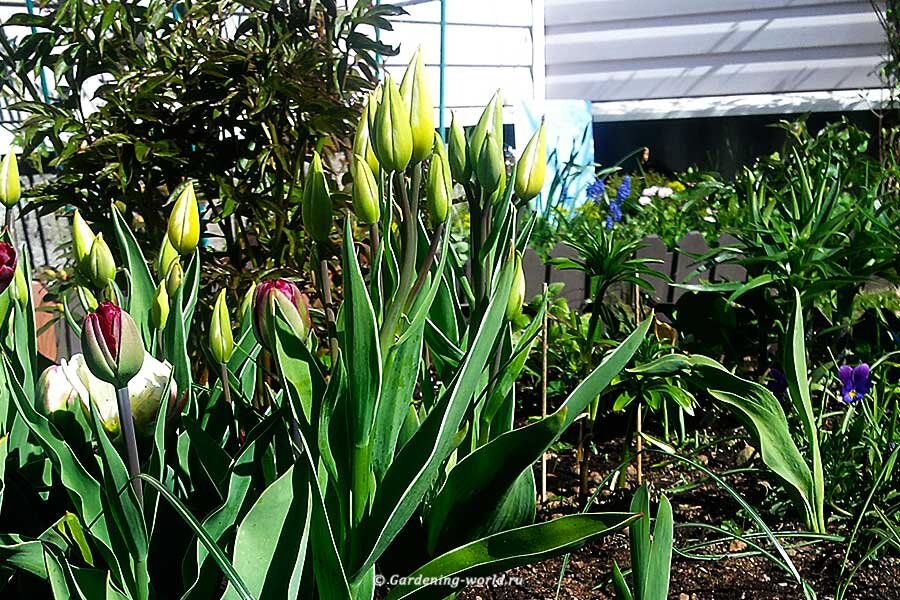 Луковичные на хорошо освещенном и сухом месте