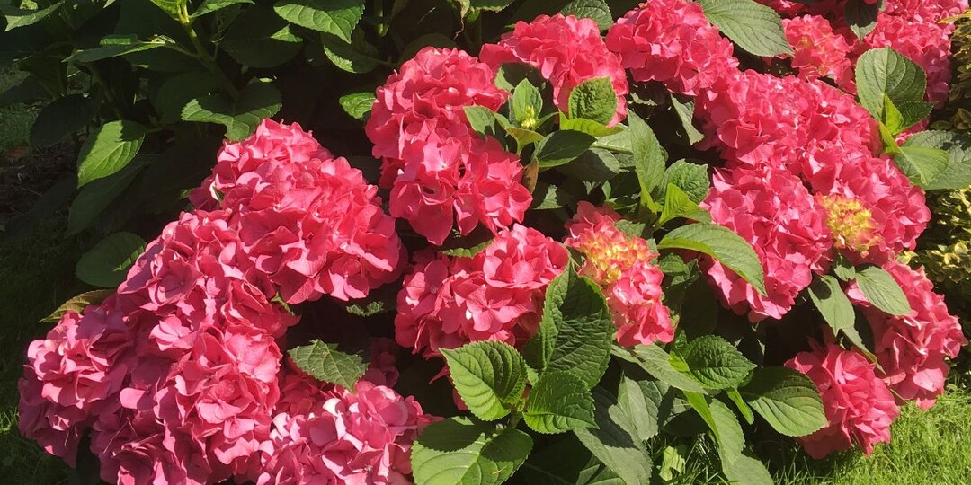 Гортензии сохранят почки зимой и зацветут — после обрезки по методу американского садовника Бебеля. Простая схема