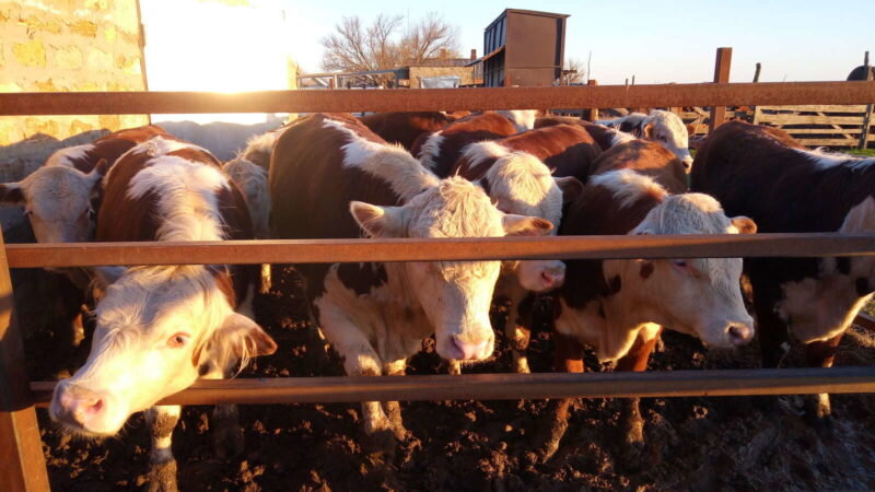 Быки. Иллюстрация для статьи используется с сайта agro.jofo.me