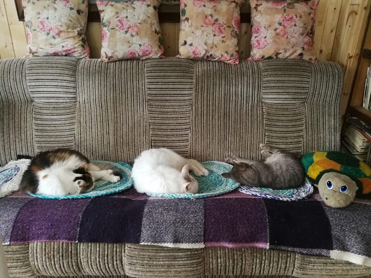 "Приютите котенка, он не займёт много места..." ага, только после этого котёнок будет сдавать тебе твою же жилплощадь, и то, не самую лучшую её часть) кому знакомо? 
