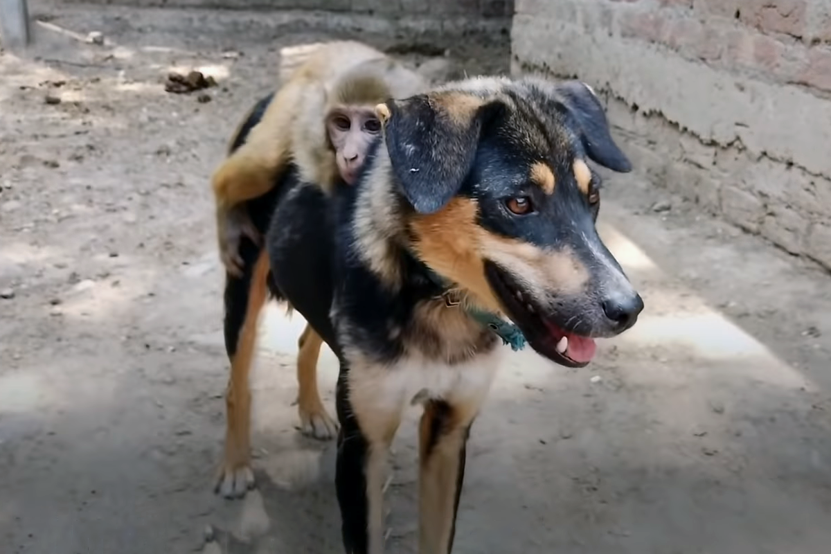 Может ли обезьяна приручить собаку?