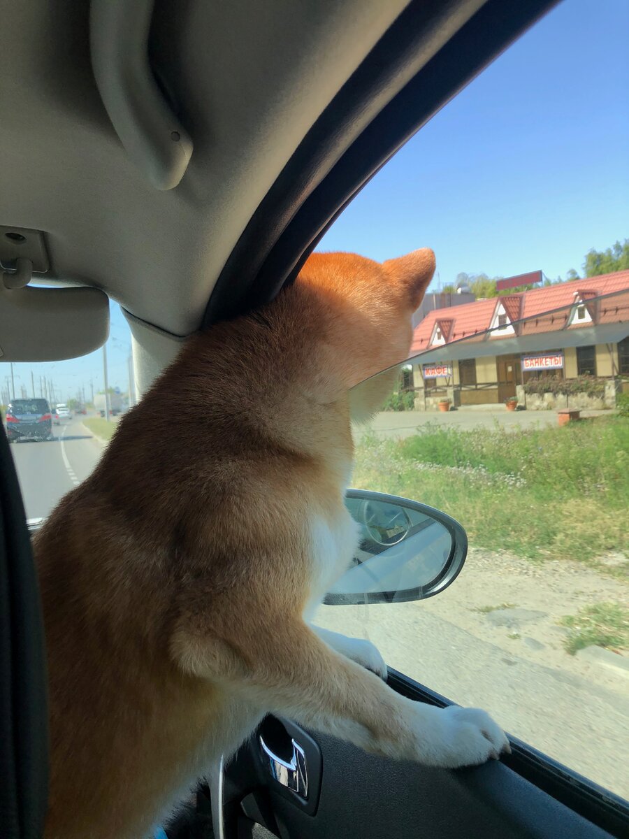 Нам с собакой повезло, никаких проблем в поездке, кроме того, что надо всегда брать с собой...