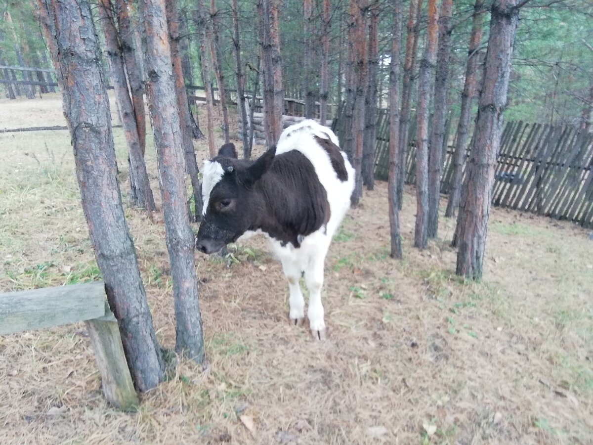 Дынька каждую будает. 