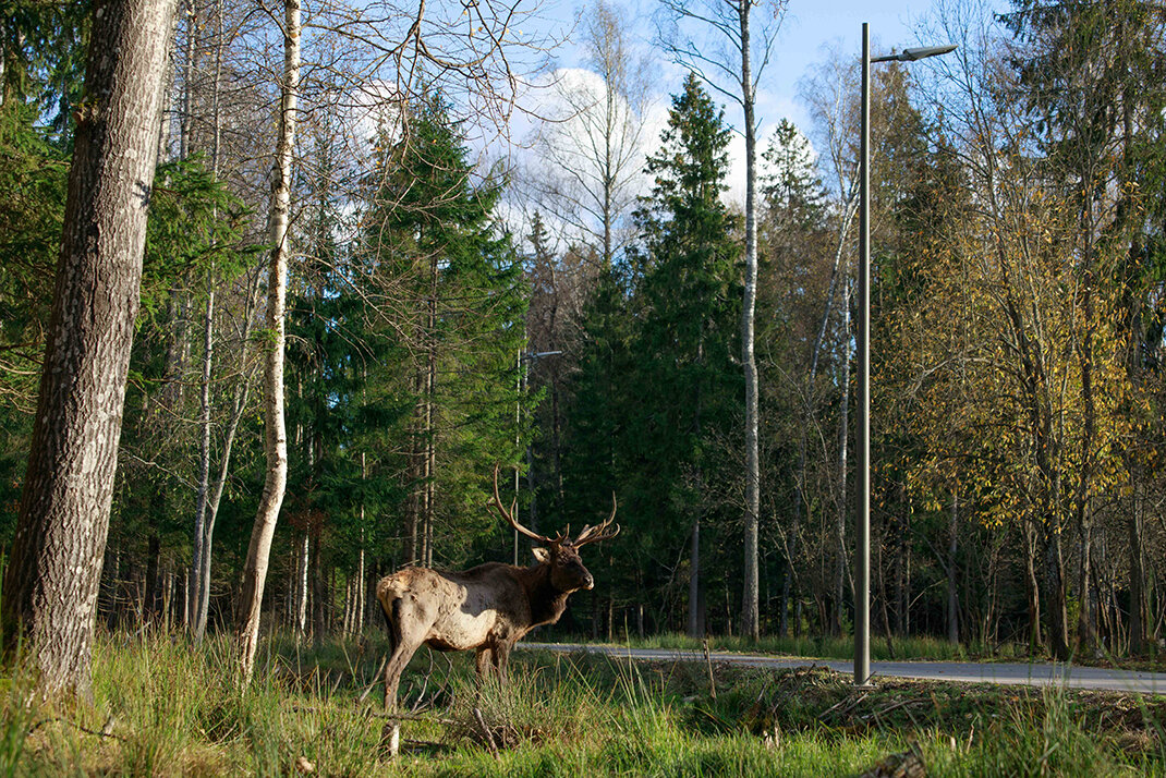 Сохранить природу и сделать условия комфортными и для человека - задача проекта. 