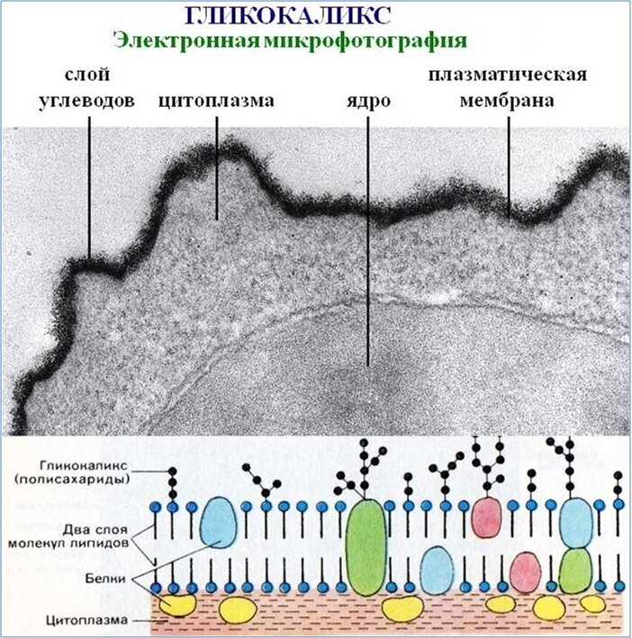 Гликокаликс химический состав. Функции гликокаликса в клеточной мембране. Функции гликокаликса в плазматической мембране. Функции белков гликокаликса. Гликолипиды и гликокаликс мембран.