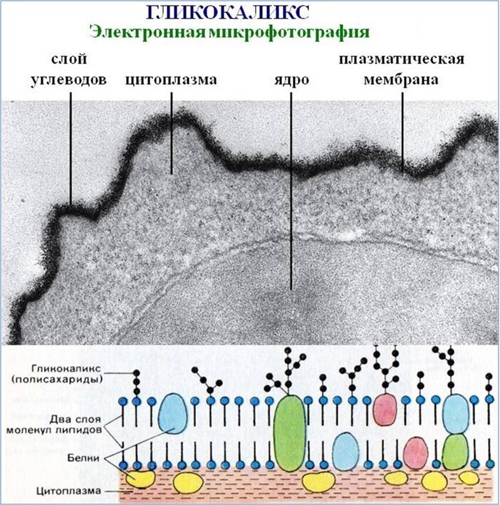 Что такое гликокаликс. Плазматическая мембрана гликокаликс. Гликокаликс плазмалемма. Клеточная мембрана гликокаликс. Строение мембраны гликокаликс.