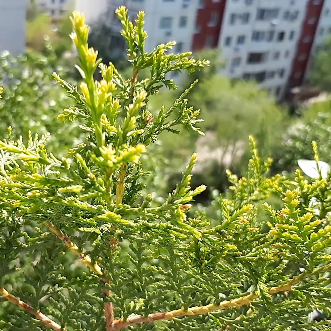 Туя домашняя: посадка и уход, размножение, выращивание в горшке