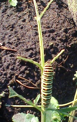 Личинка Махаона. Да, именно личинки бабочек называются гусеницами. 