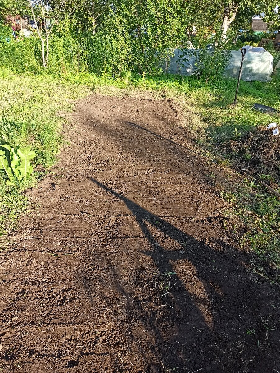 Фото автора. Посадка укропа и петрушки.