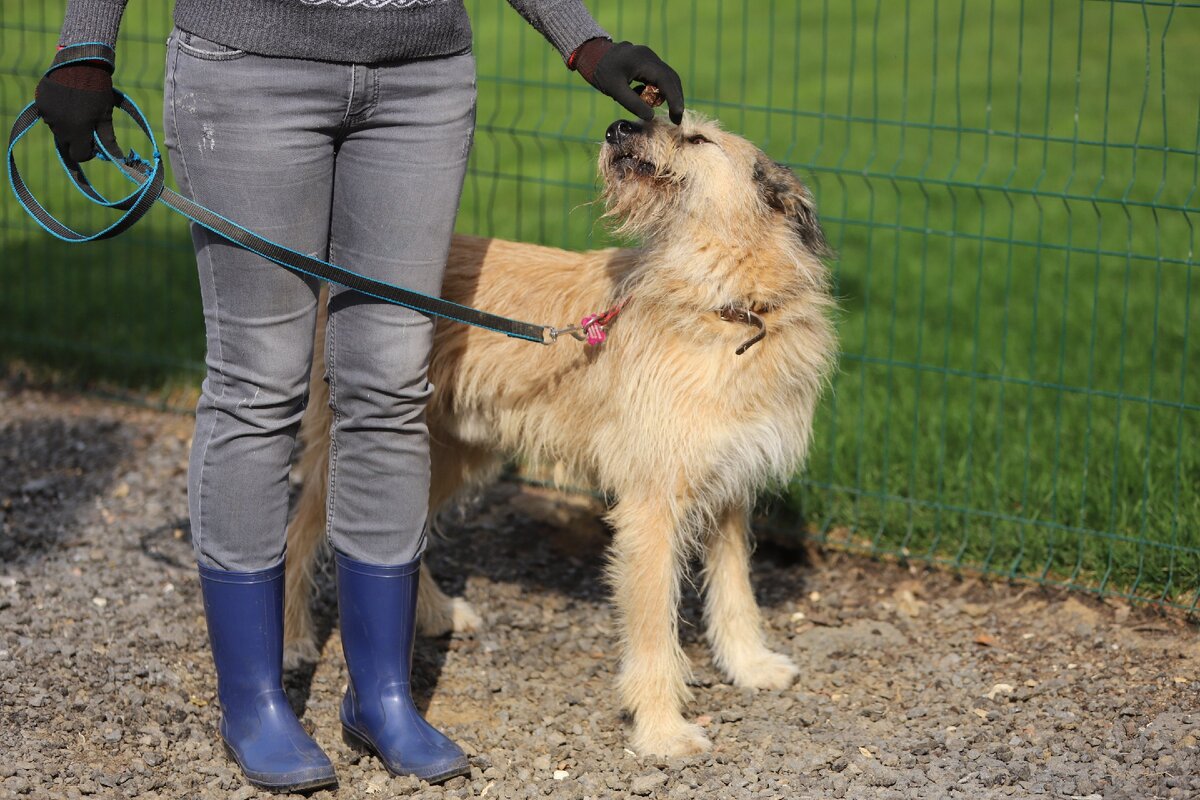 Приют Солнцево. Ютос: 8 926 330 35 51 