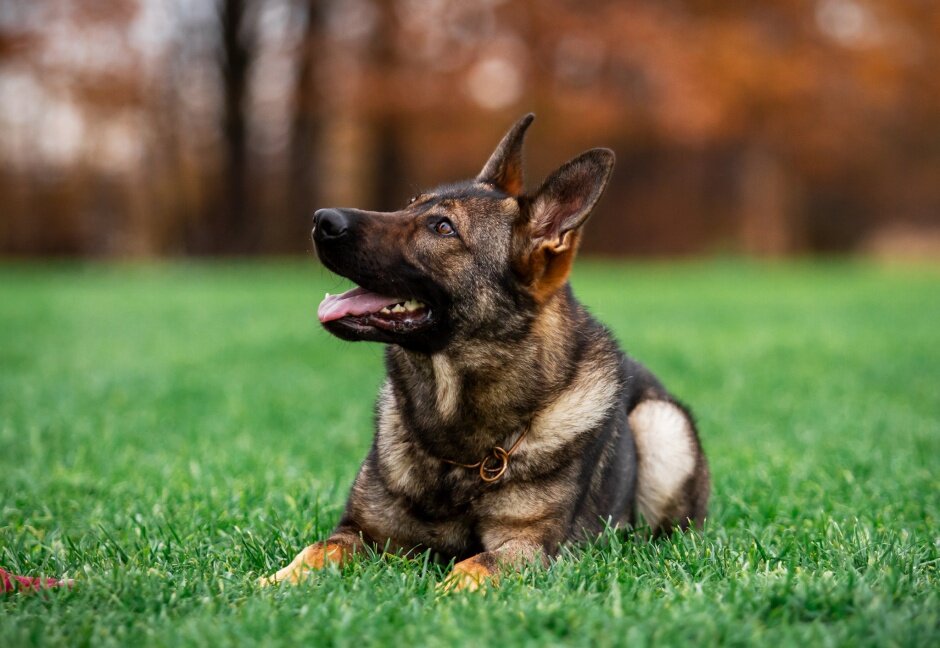 Собаки поисково-спасательные