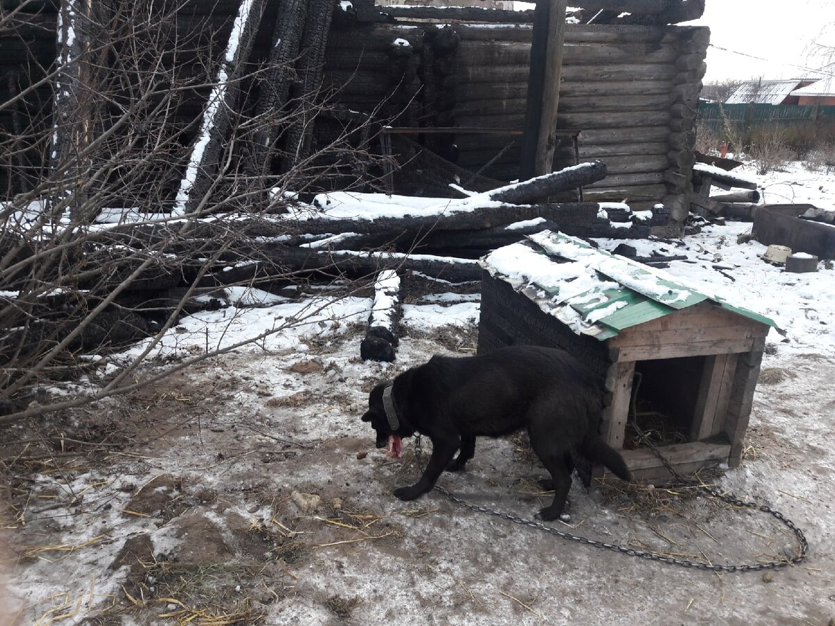 Каштанка в обгоревшей будке на пепелище родного дома | ЯЖИВОЙ Дзен -  спасенные животные в добрые руки г.Перми и Пермского Края 59 регион | Дзен