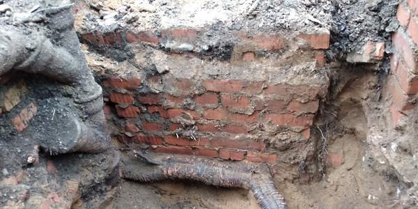 Дерево растет рядом с домом? Узнал о последствиях и корни каких деревьев могут навредить4