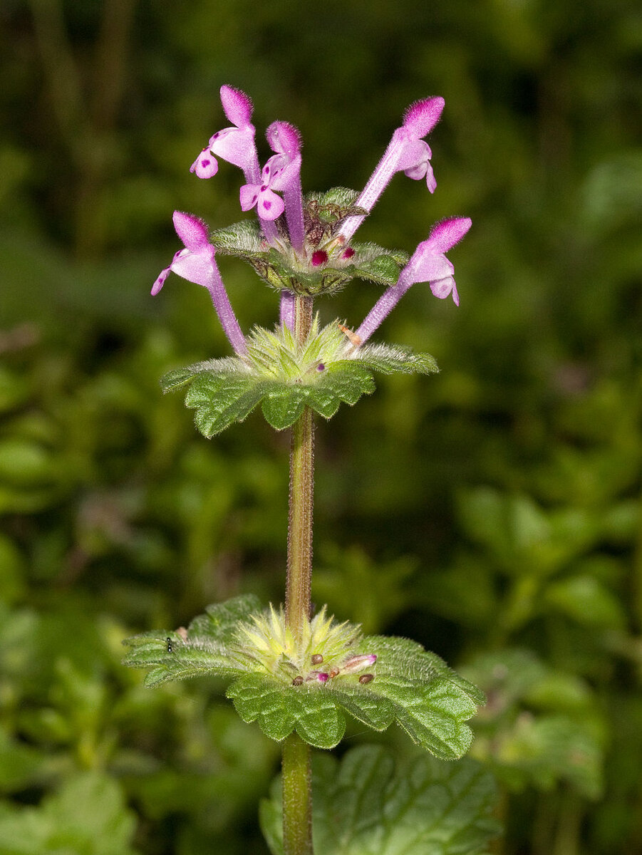 Lamium amplexicaule l. яснотка стеблеобъемлющая