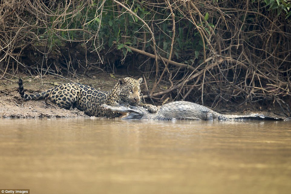 Удивительные фотографии показывают процесс атаки самки ягуара на огромного якарского каймана в Бразилии.