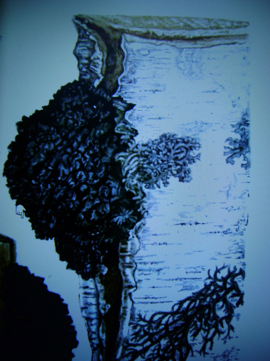 Так выглядит чага, растущая на дереве.  