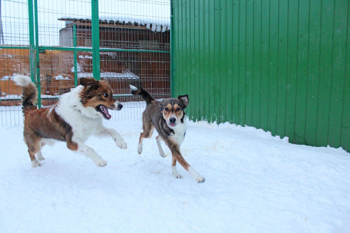 Черри и Майя