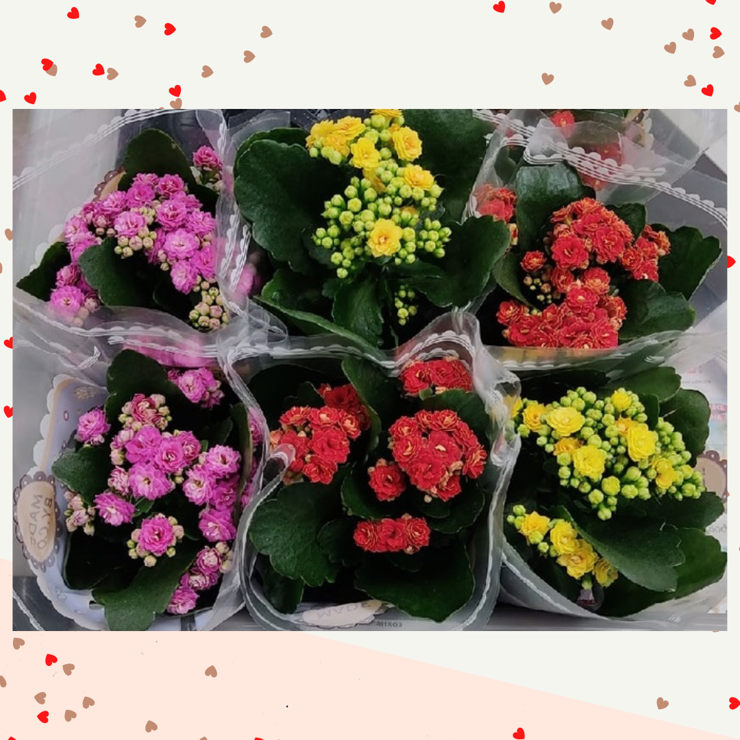 Ставьте лайк и подписывайтесь на канал! Этим вы поможете развитию канала!