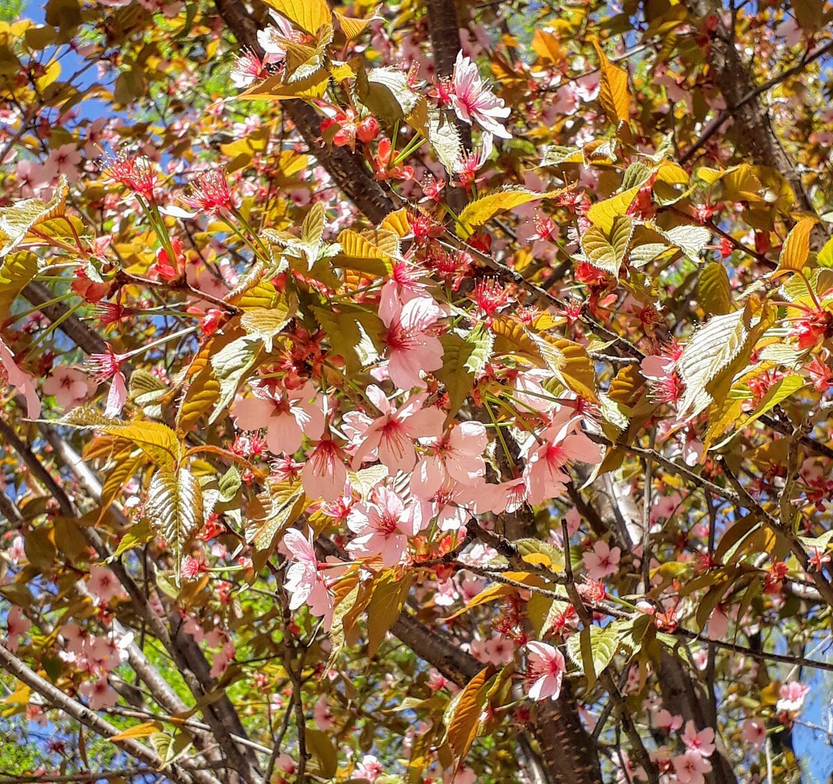 Сакура в Аптекарском огороде. Фото моё. Люблю весну!