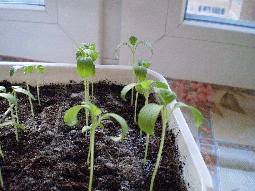                                                         фото Яндекс-картинки