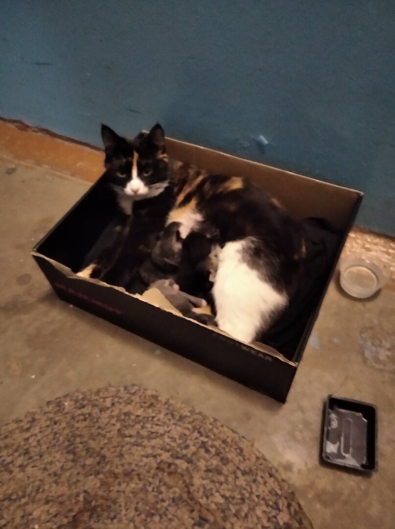 Вот так их нашли в подъезде