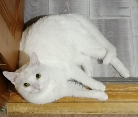 Самый старший в квартире кот