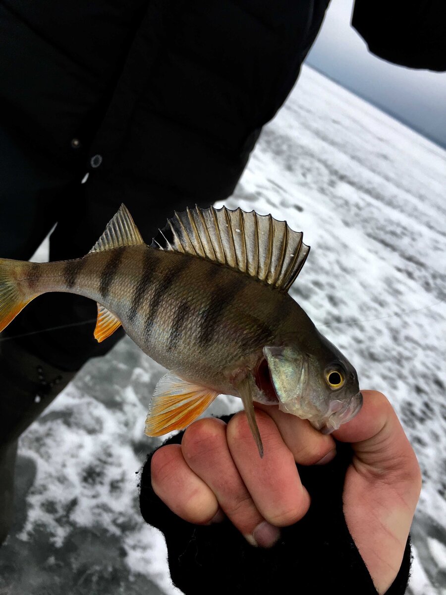 Рыбалка на окуня при низком давлении зимой