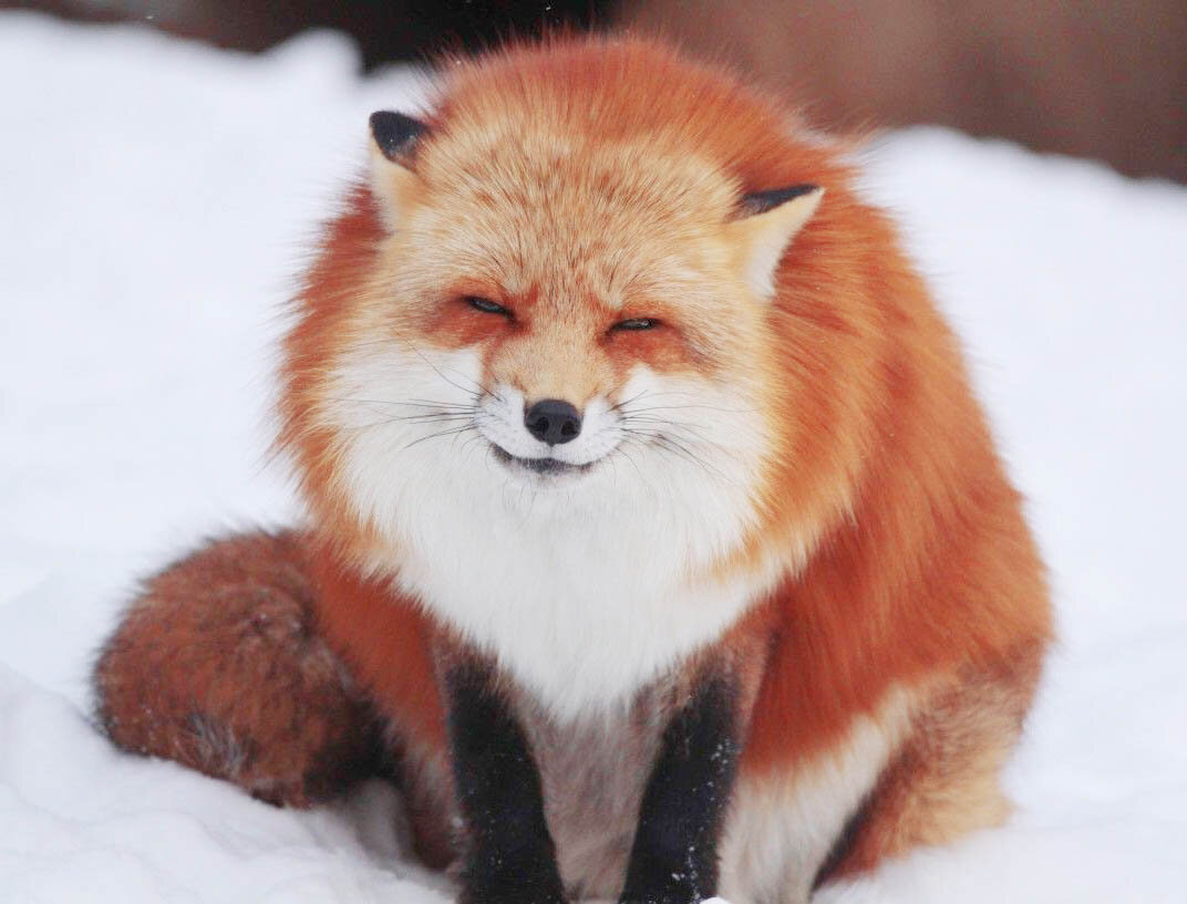 "Лис чарующий"