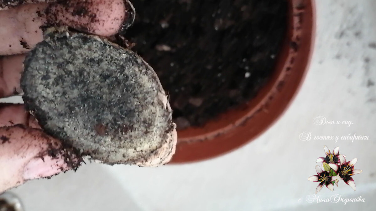 Посадка имбиря в домашних условиях