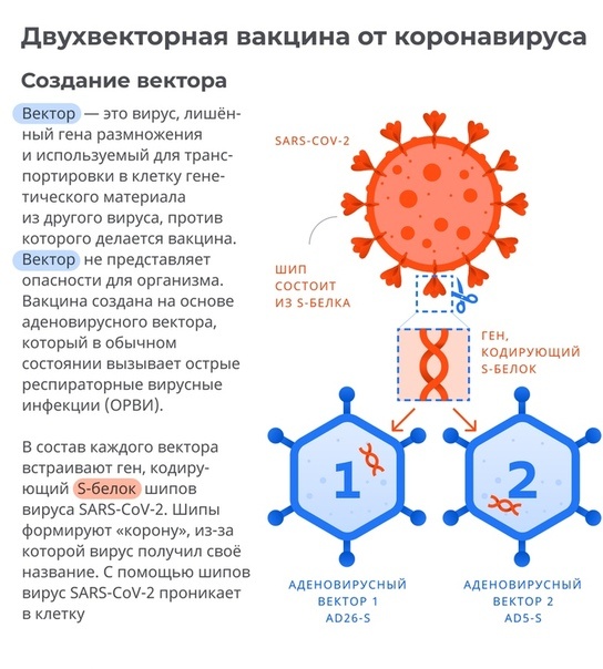 Простая схема, чётко показывает двухвекторность вакцины. Схема их интернета: https://sun1-94.userapi.com