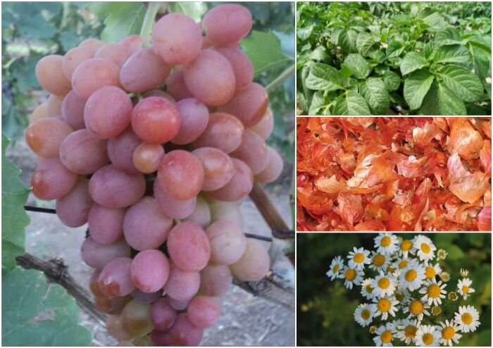 Мне часто встречается выражение:"Я стараюсь не применять химические препараты для обработки винограда, потому что ращу его для себя..."А что, если ягоды пойдут на рынок, то можно?Тогда чем же он будет отличаться от винограда из супермаркета?