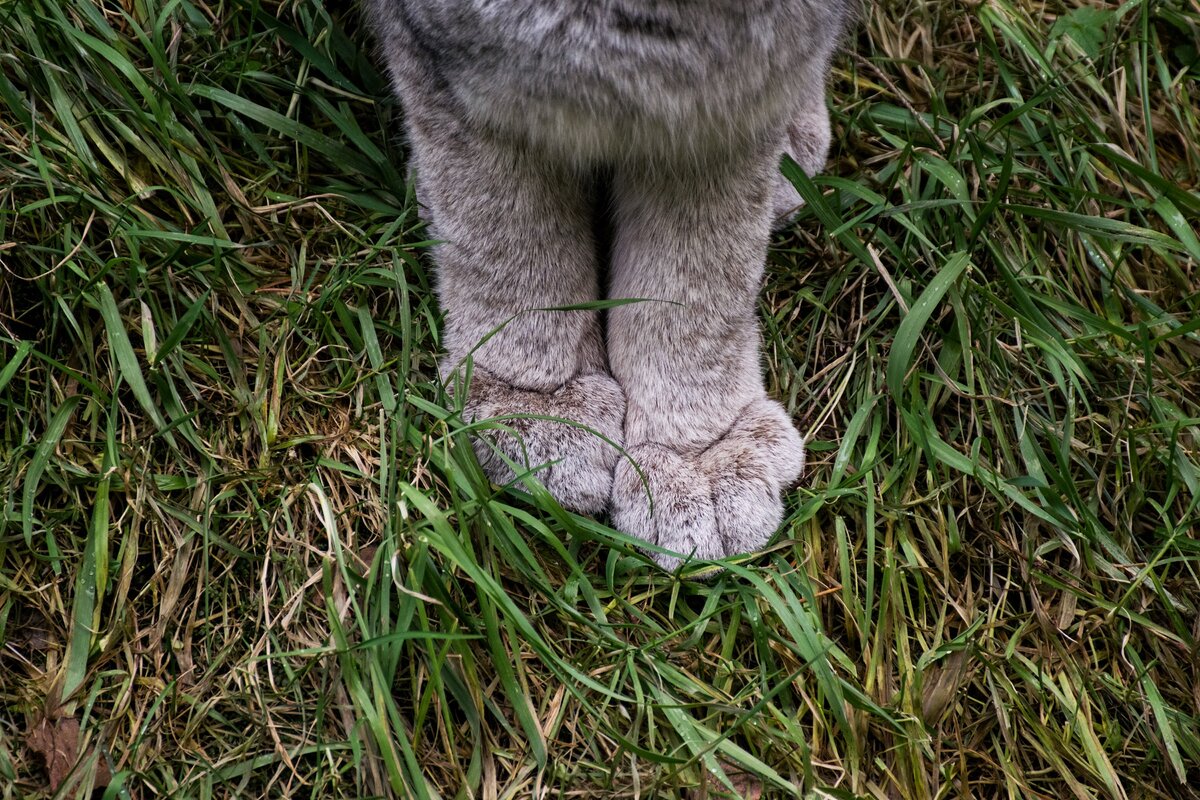 Будь рысь человеком, работала бы в метеослужбе!