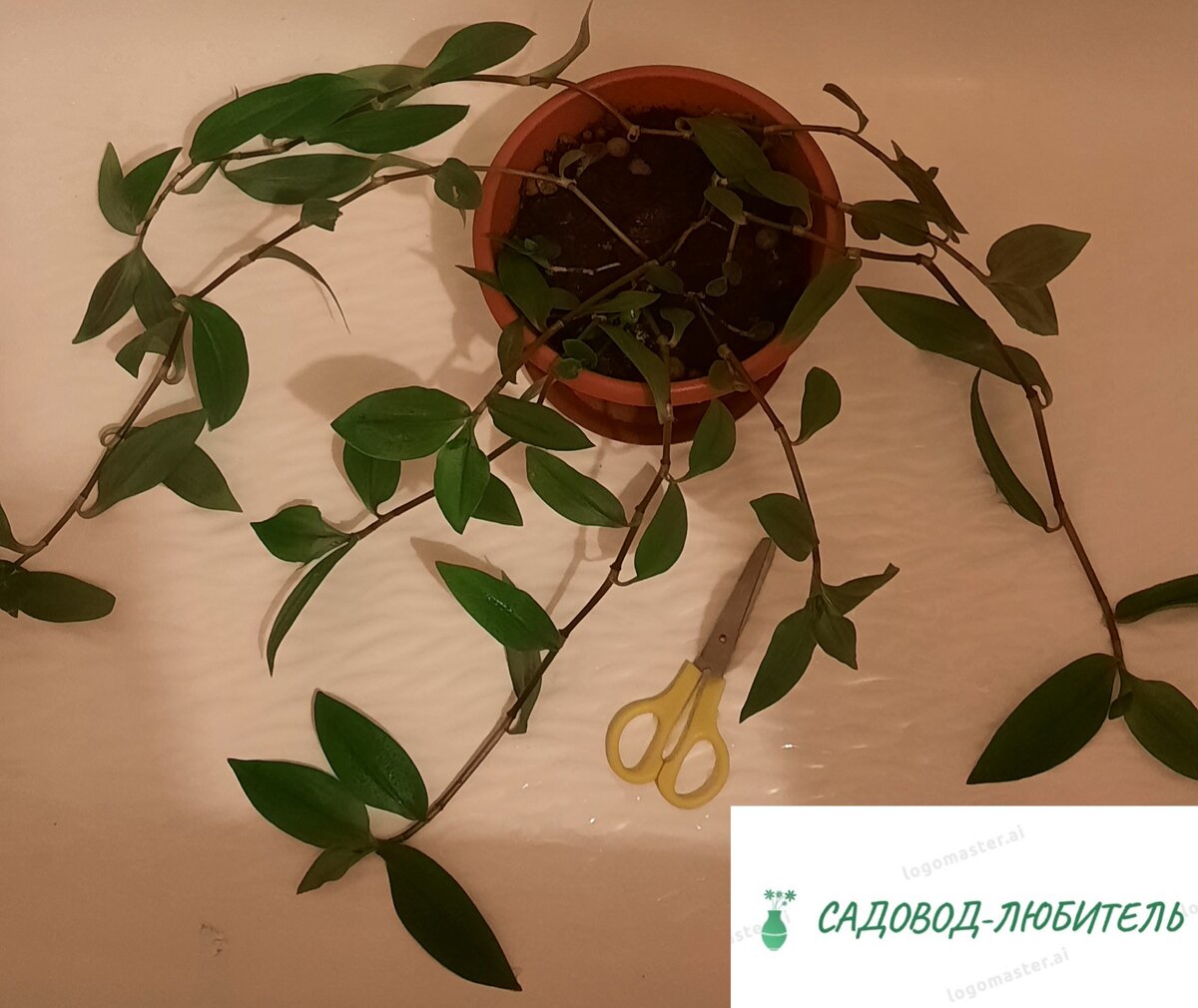 Черенки отросли, стали длинные. Самое время делать красивый, пышный куст с помощью черенкования.