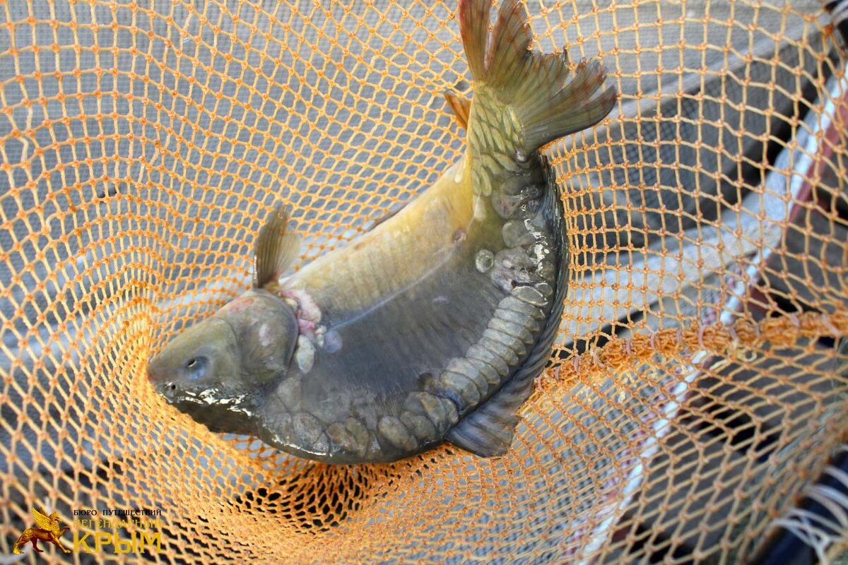  Чокур-Эли или Чакурели — проточное озеро в Симферопольском районе Республики Крым, образовавшееся на реке Западный Булганак в среднем ее течении. Координаты: 44°54'58"N, 33°55'39"E (44.916034, 33.927566)