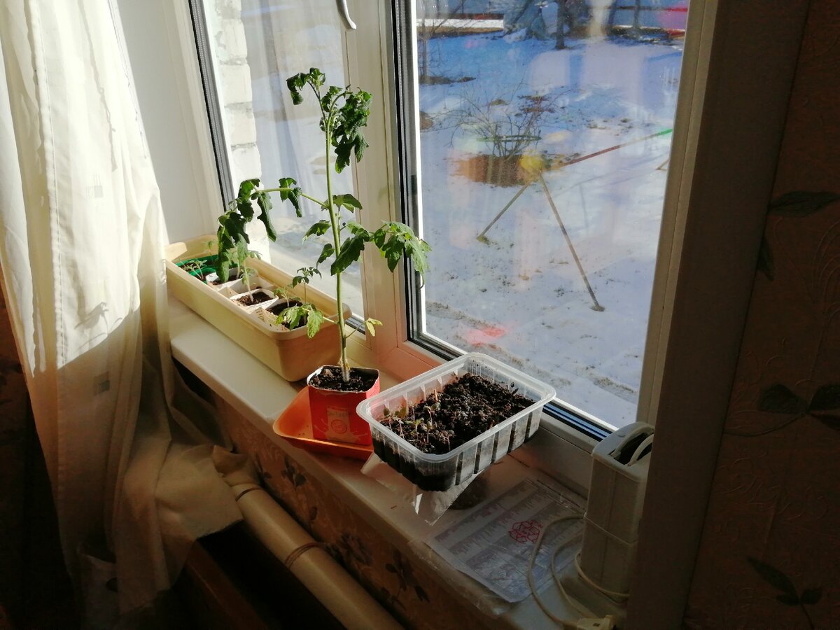 Рассада на подоконнике 