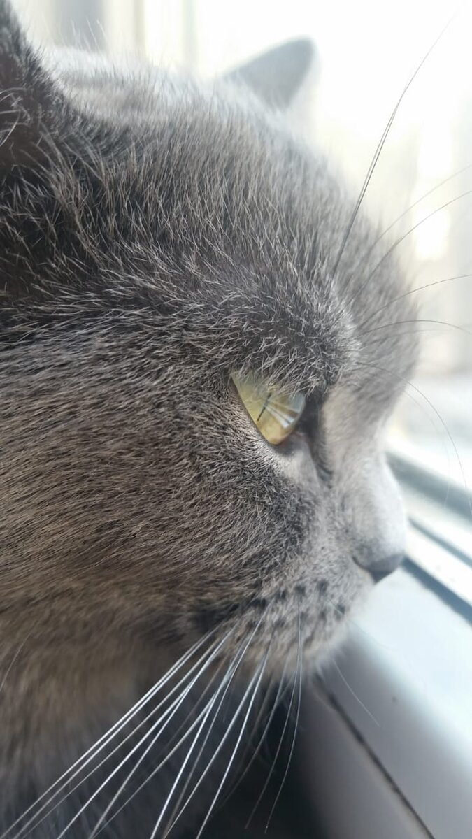 Моя кошечка