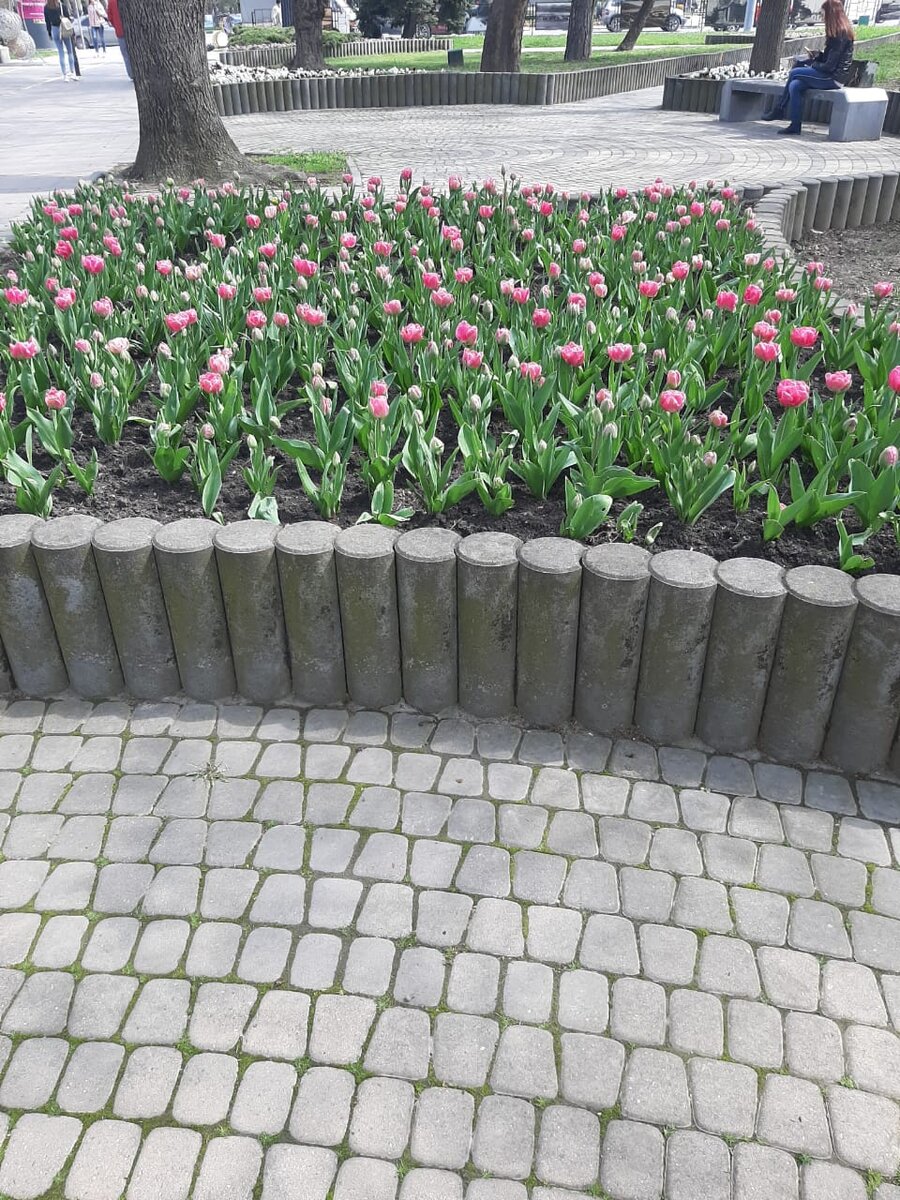 Аллея на улице Советов