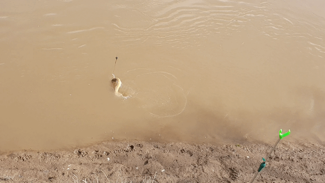 Привет, друзья! Один день до запрета. Я выбрался на берег реки Сакмары, чтобы порыбачить на донку. Уровень воды стремительно падает. Рыба из-за грязной и холодной воды клюёт очень плохо.-7