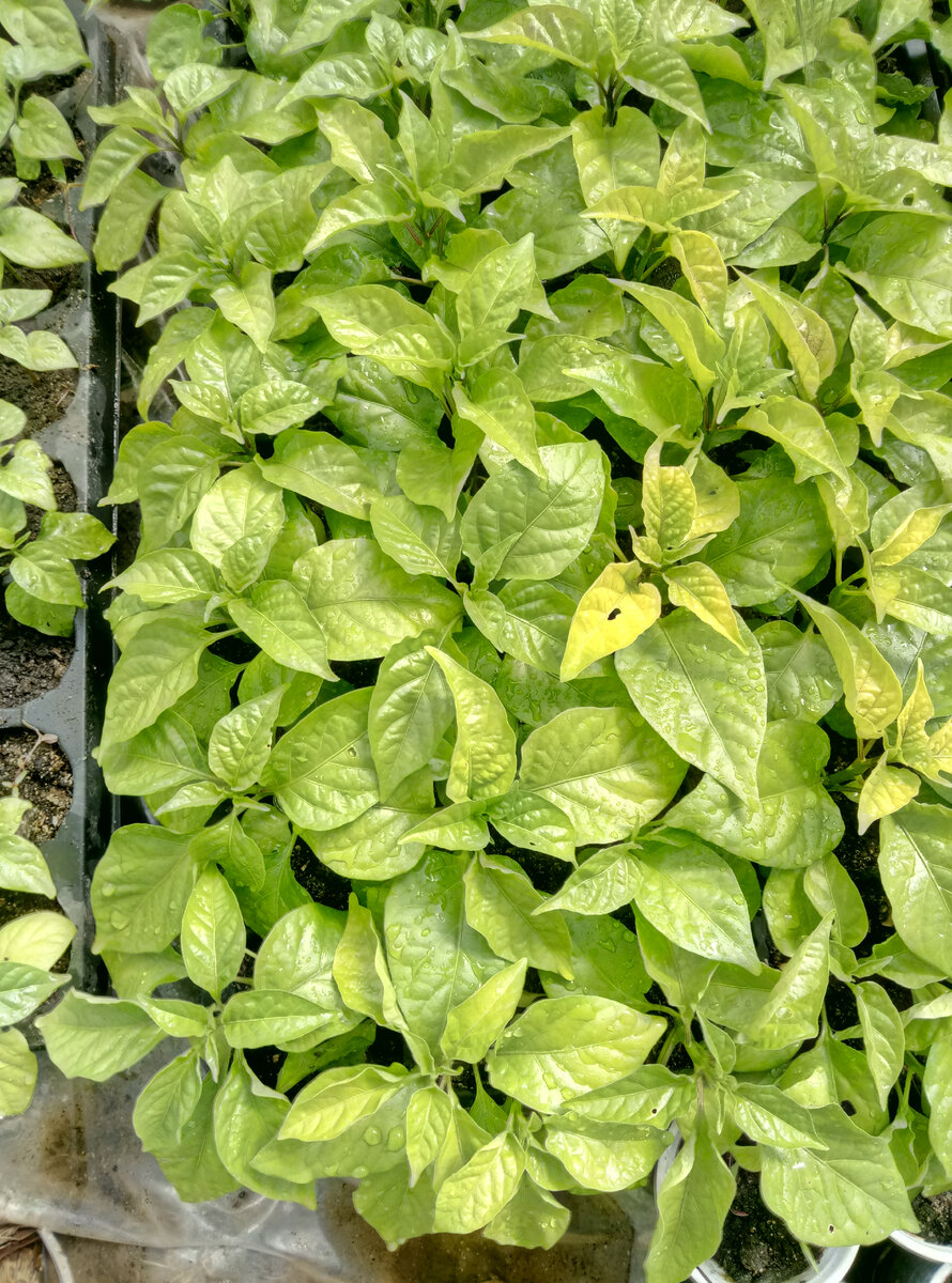 Температурный стресс и как следствие нехватка питания. Слизни тоже не спят(