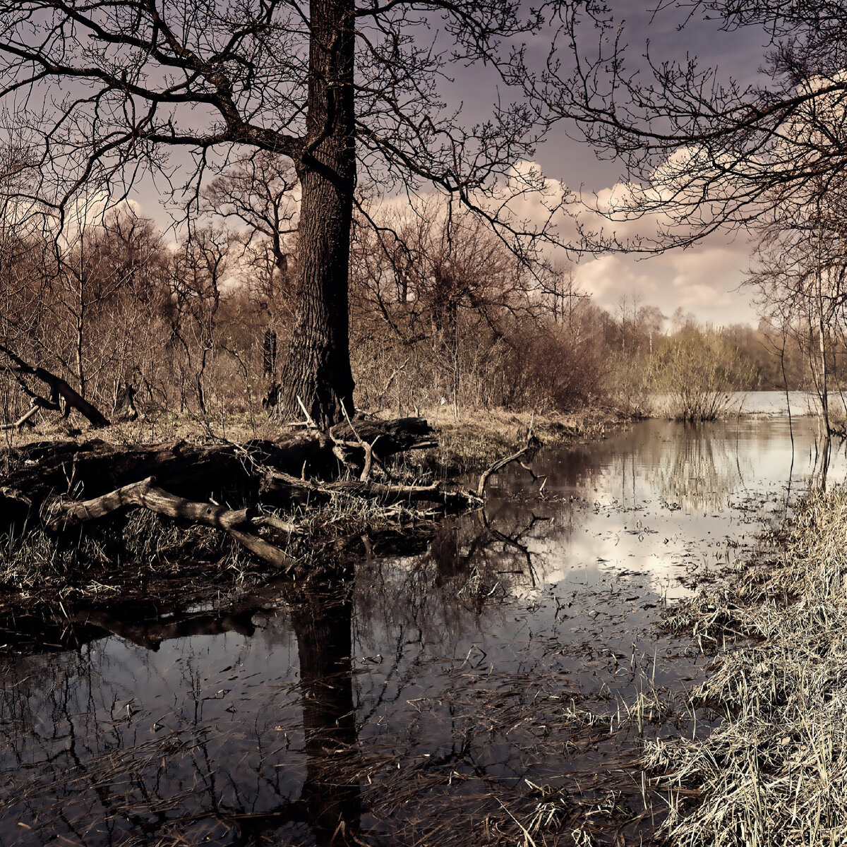 Паводок в роще