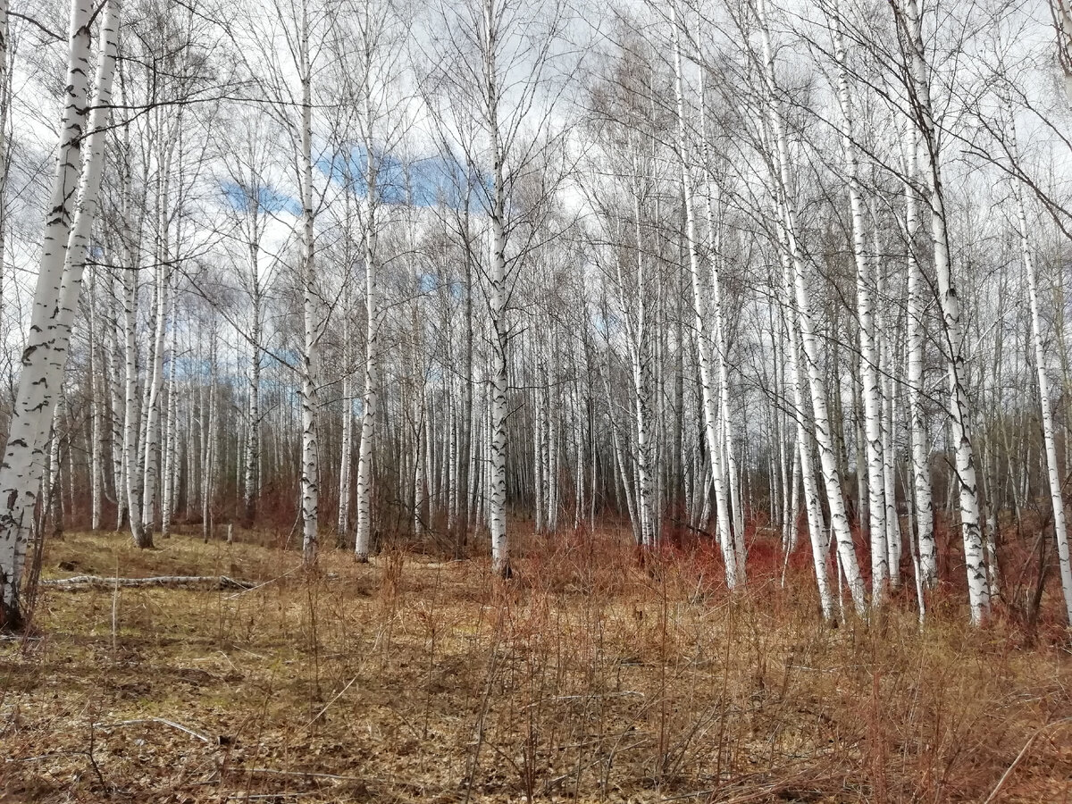 Весенний лес