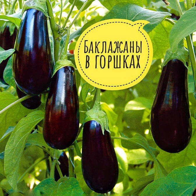 Мои баклажаны