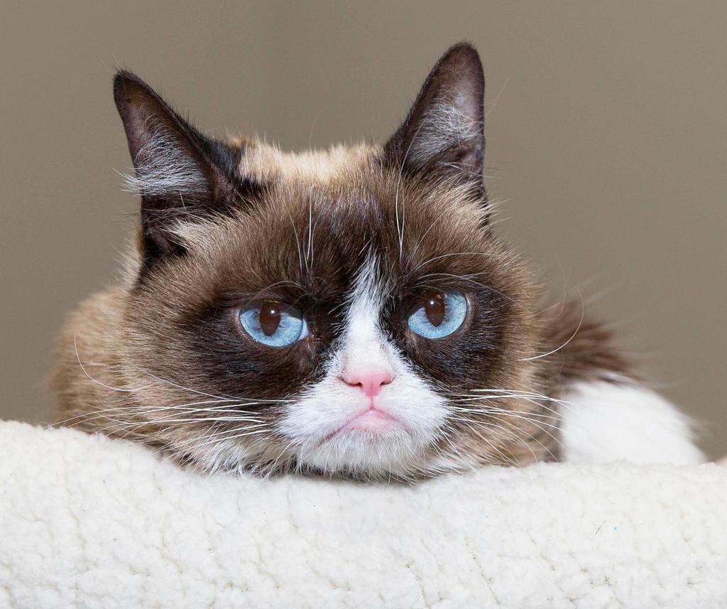 Grumpy Cat