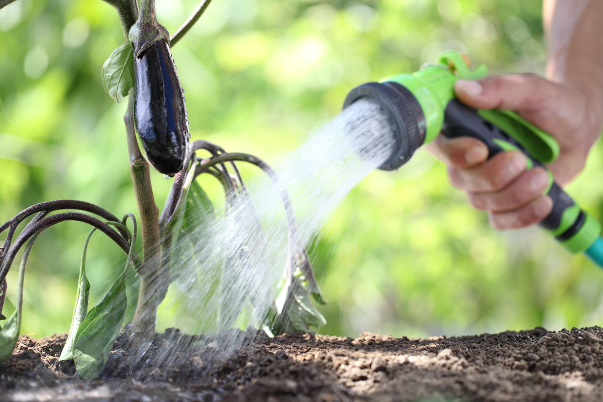 Watering the plants. Полив баклажанов в открытом грунте. Полив баклажанов удобрения. Полив почвы в теплице шлангом. Полив баклажанов в теплице.