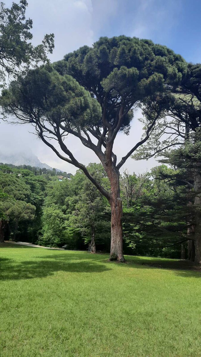 Просто баобаб, просто из Ялты.